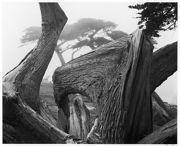 Cypress Tress, Pebble Beach, California, Ansel Easton Adams (American, San Francisco, California 1902–1984 Carmel, California), Gelatin silver print 
