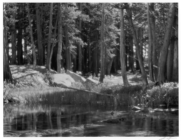 Lodgepole Pines, Lyell Fork of the Merced River, Yosemite National Park, Ansel Easton Adams (American, San Francisco, California 1902–1984 Carmel, California), Gelatin silver print 