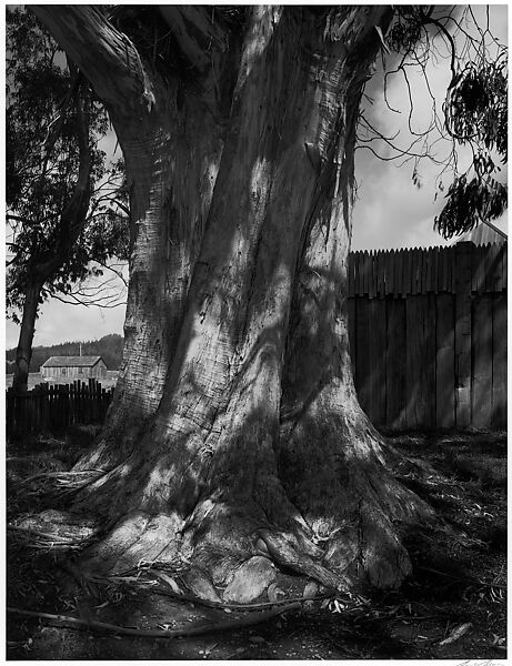 Eucalyptus Tree, Fort Ross, California, Ansel Easton Adams (American, San Francisco, California 1902–1984 Carmel, California), Gelatin silver print 