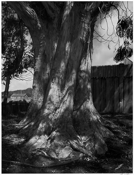 Ansel Easton Adams Eucalyptus Tree Fort Ross California The