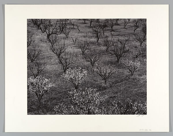 Orchard near Stanford, California, Ansel Easton Adams (American, San Francisco, California 1902–1984 Carmel, California), Gelatin silver print 