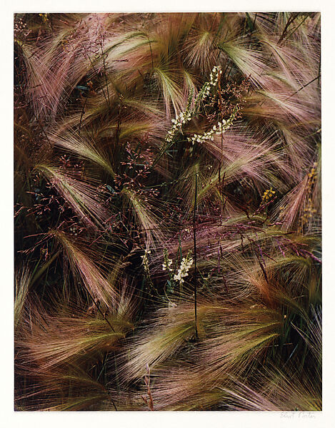Foxtail Grass, Lake City, Colorado, Eliot Porter (American, 1901–1990), Dye transfer print 