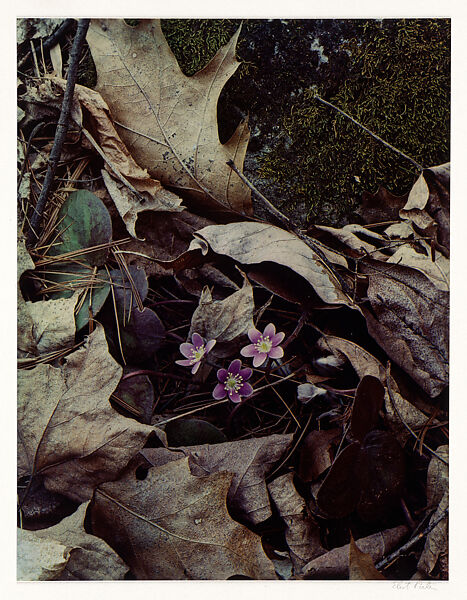 Hepaticas, Near Sheffield, Massachusetts, Eliot Porter (American, 1901–1990), Dye transfer print 