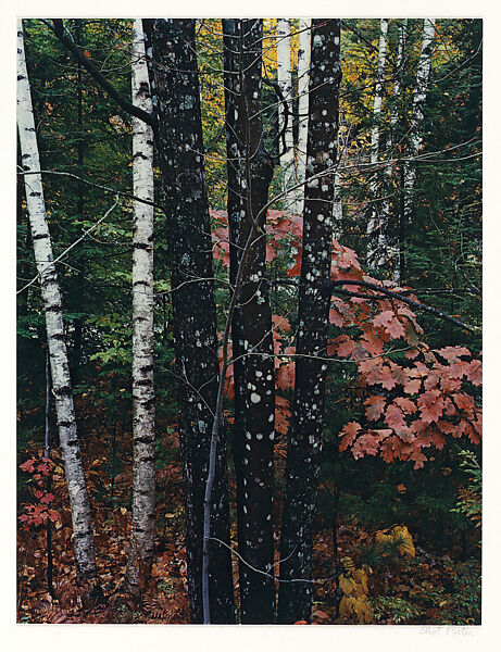 Maple and Birch Trunks and Oak Leaves, Passaconaway Road, New Hampshire, Eliot Porter (American, 1901–1990), Dye transfer print 