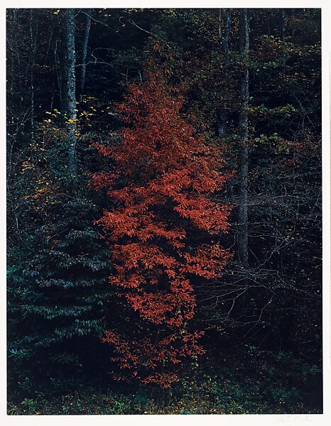 Red Tree Near Cades Cove, Great Smoky Mountains National Park, Tennessee, Eliot Porter (American, 1901–1990), Dye transfer print 
