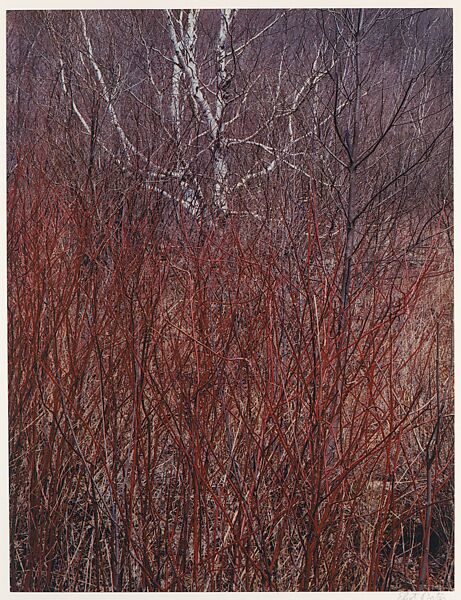 Red Osier, Near Great Barrington, Massachusetts, Eliot Porter (American, 1901–1990), Dye transfer print 