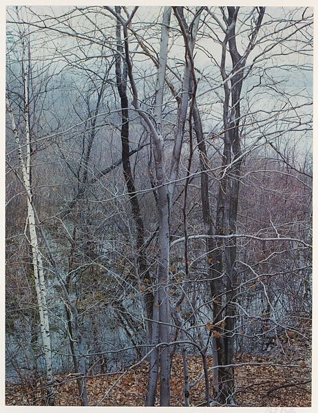 Trees and Pond, Near Sherborn, Massachusetts, Eliot Porter (American, 1901–1990), Dye transfer print 