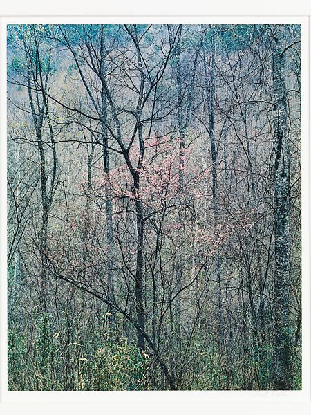Redbud Trees in Bottom Land, Red River Gorge, Kentucky, Eliot Porter (American, 1901–1990), Dye transfer print 