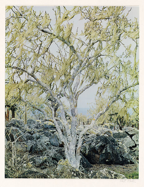 Usnea Lichen on Palo Santo, Barrington Island, Galapagos Islands, Eliot Porter (American, 1901–1990), Dye transfer print 