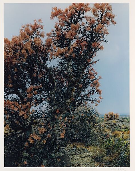 Elephant Tree in Bloom, Near El Mármol, Baja California, Eliot Porter (American, 1901–1990), Dye transfer print 
