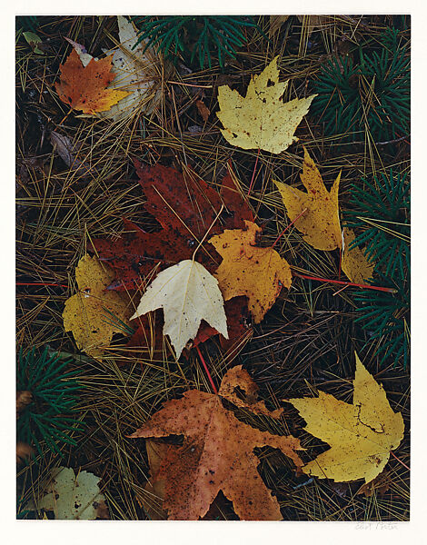 Maple Leaves and Pine Needles, Tamworth, New Hampshire, Eliot Porter (American, 1901–1990), Dye transfer print 