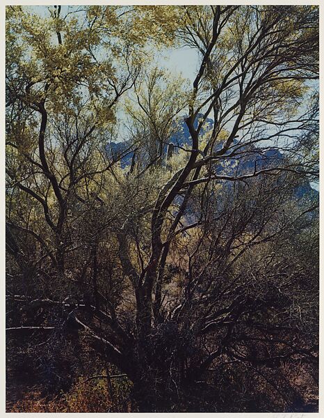 Paloverde Trunks, Tucson Mountain Park, Arizona, Eliot Porter (American, 1901–1990), Dye transfer print 