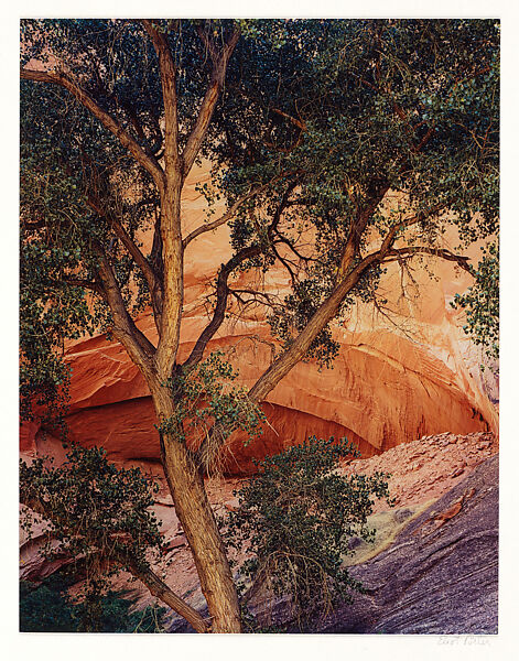 Tree and Alcove, Davis Gulch, Escalante River, Utah, Eliot Porter (American, 1901–1990), Dye transfer print 