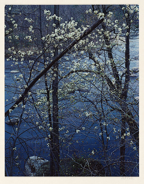 Shadbush, Near Hillsborough, New Hampshire, Eliot Porter (American, 1901–1990), Dye transfer print 