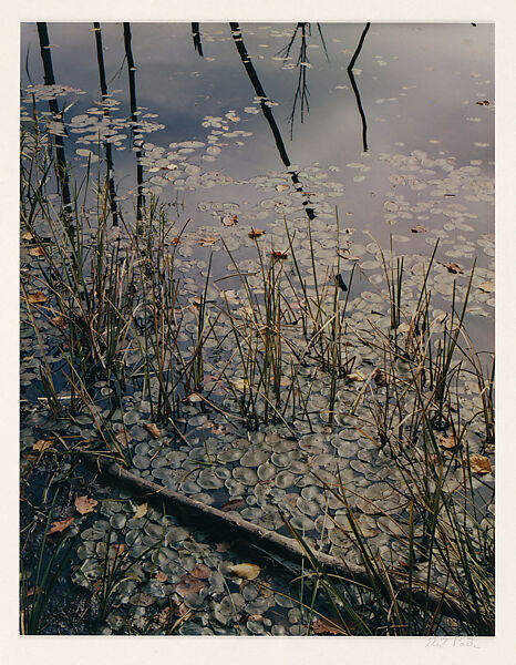 Pond, Grass and Lily Pads, Madison, New Hampshire, Eliot Porter (American, 1901–1990), Dye transfer print 