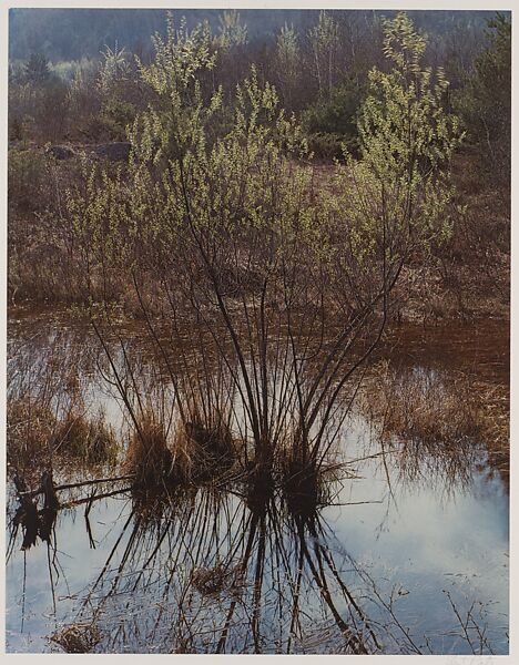 Willows in Slough, Near Hillsborough, New Hampshire, Eliot Porter (American, 1901–1990), Dye transfer print 