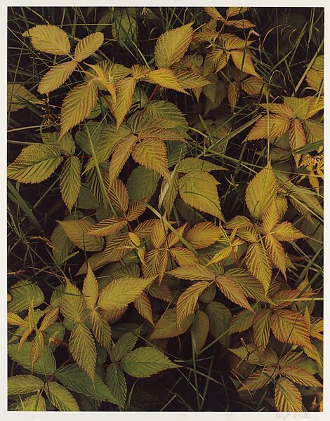 Raspberry Leaves and Grass, Great Spruce Head Island, Maine, Eliot Porter (American, 1901–1990), Dye transfer print 