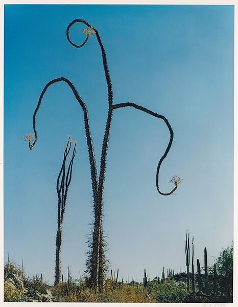 Cirio Near Las Tres Virgenes Volcano, Baja California, Eliot Porter (American, 1901–1990), Dye transfer print 