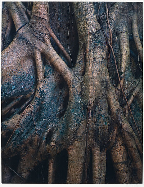 Strangler Fig Roots, Everglades National Park, Florida, Eliot Porter (American, 1901–1990), Dye transfer print 