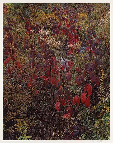 Blackberry Bushes, Adirondack Park, New York, Eliot Porter (American, 1901–1990), Dye transfer print 