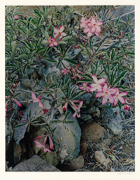 Desert Roses, Tsavo West, Kenya, Eliot Porter (American, 1901–1990), Dye transfer print 