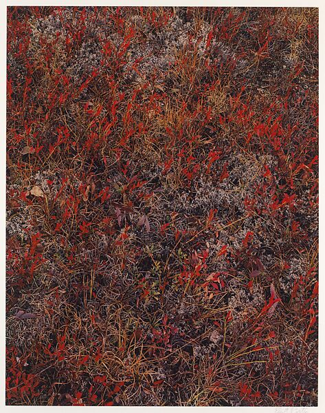 Blueberry Bushes, Near Keene Valley, Adirondack Park, New York, Eliot Porter (American, 1901–1990), Dye transfer print 