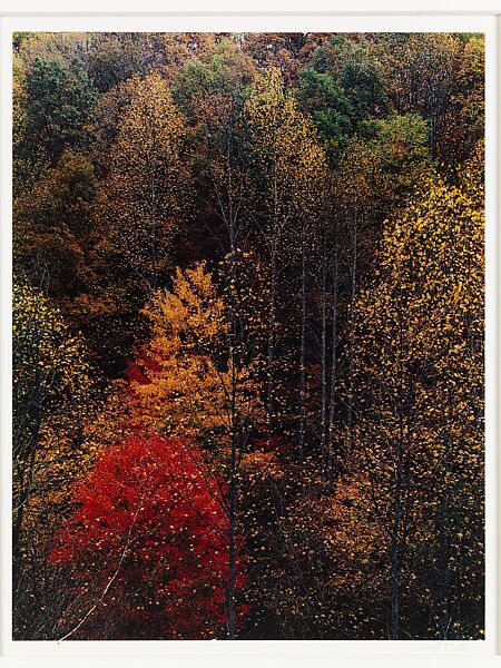 Poplars and Hillside, Newfound Gap Road, Great Smoky Mountains National Park, Tennessee, Eliot Porter (American, 1901–1990), Dye transfer print 