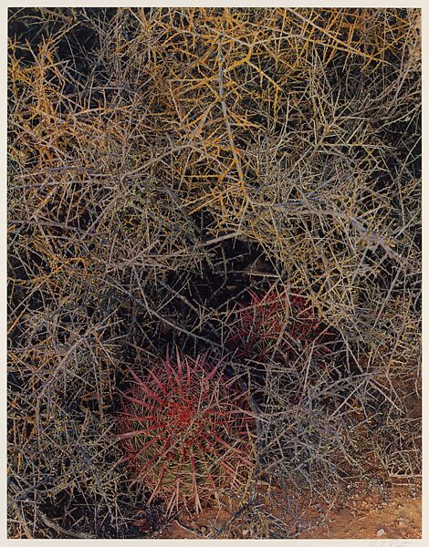 Red-spined Cactus and Lichen-covered Branches, Near El Aguajito, Baja California, Eliot Porter (American, 1901–1990), Dye transfer print 