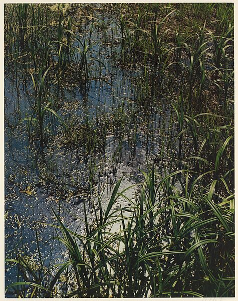 Near Mason Pond, Hamilton County, Adirondack Park, New York, Eliot Porter (American, 1901–1990), Dye transfer print 