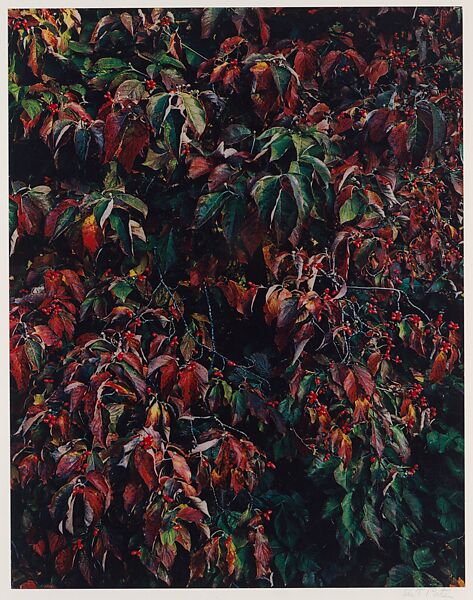 Dogwood Berries, Foothills Parkway, South of Great Smoky Mountains National Park, Tennessee, Eliot Porter (American, 1901–1990), Dye transfer print 