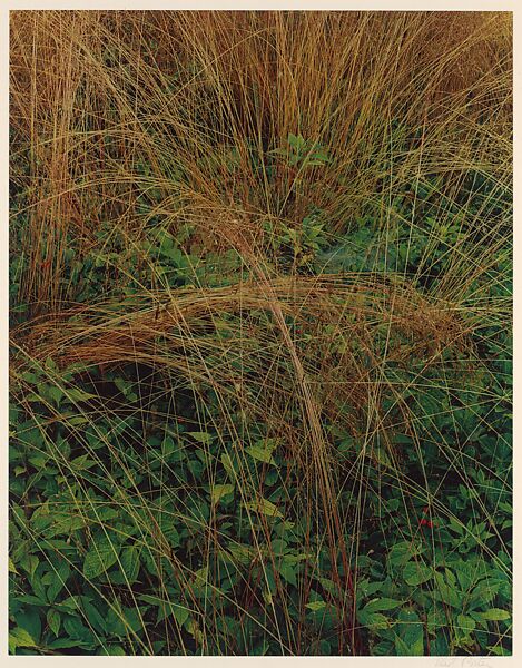 Long-stemmed Grasses, Great Spruce Head Island, Maine, Eliot Porter (American, 1901–1990), Dye transfer print 