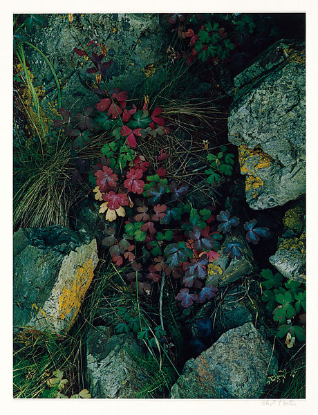 Columbine Leaves, Great Spruce Head Island, Maine, Eliot Porter (American, 1901–1990), Dye transfer print 