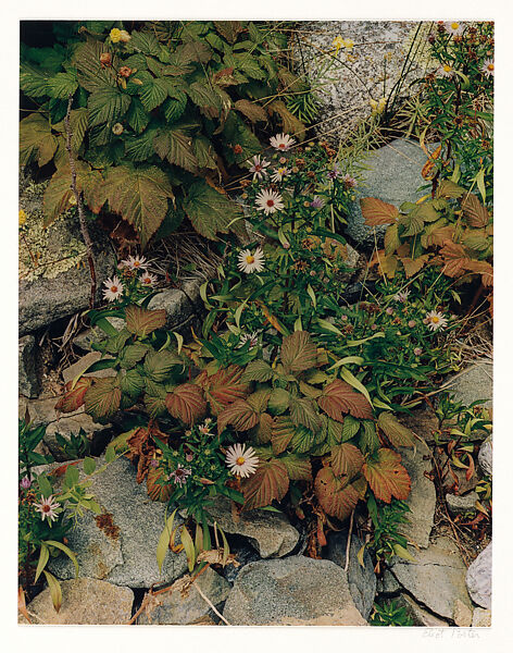 Asters and Raspberries, Oak Island, Maine, Eliot Porter (American, 1901–1990), Dye transfer print 