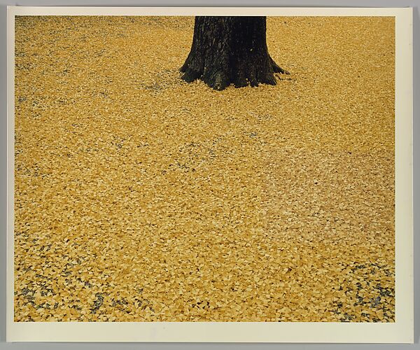 [Tree with Yellow Leaves]