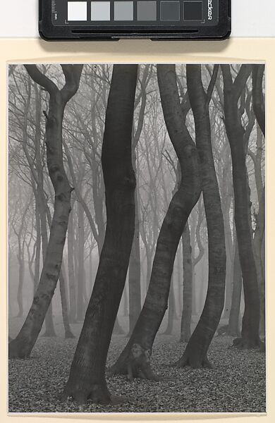 Beech Forest in Autumn, Albert Renger-Patzsch (German, Wurzburg 1897–1966 Wamel), Gelatin silver print 