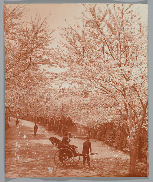 [Street Lined with Cherry Trees, Woman in Rickshaw], Adolf de Meyer (American (born France), Paris 1868–1946 Los Angeles, California), Gelatin silver print 