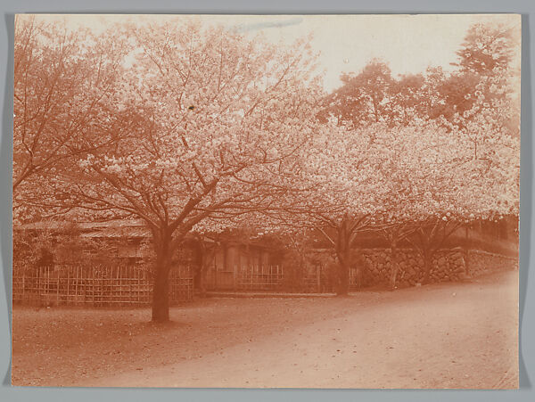 [Grove of Cherry Trees], Adolf de Meyer (American (born France), Paris 1868–1946 Los Angeles, California), Gelatin silver print 