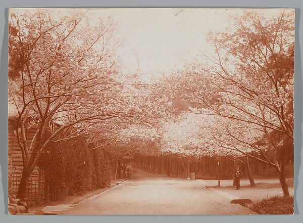 [Street Lined with Cherry Trees], Adolf de Meyer (American (born France), Paris 1868–1946 Los Angeles, California), Gelatin silver print 