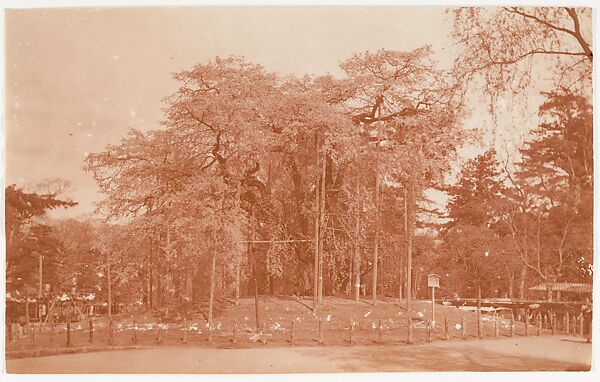 [Anicient Cherry Tree, Japan], Adolf de Meyer (American (born France), Paris 1868–1946 Los Angeles, California), Gelatin silver print 