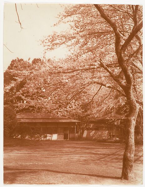 [Cherry Tree with House in Background], Adolf de Meyer (American (born France), Paris 1868–1946 Los Angeles, California), Gelatin silver print 