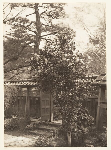 [Tsubaki Tree, Garden, Japan], Adolf de Meyer (American (born France), Paris 1868–1946 Los Angeles, California), Gelatin silver print 