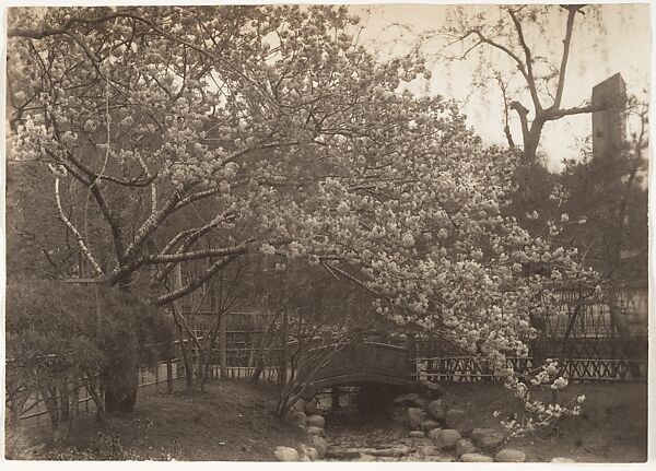 [Cherry Blossoms, Small Bridge over Creek, Japan], Adolf de Meyer (American (born France), Paris 1868–1946 Los Angeles, California), Gelatin silver print 