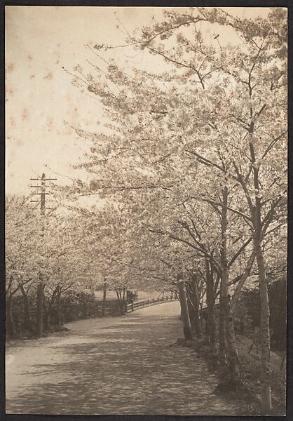 [Cherry Trees in Blossom Along Roadside], Adolf de Meyer (American (born France), Paris 1868–1946 Los Angeles, California), Gelatin silver print 