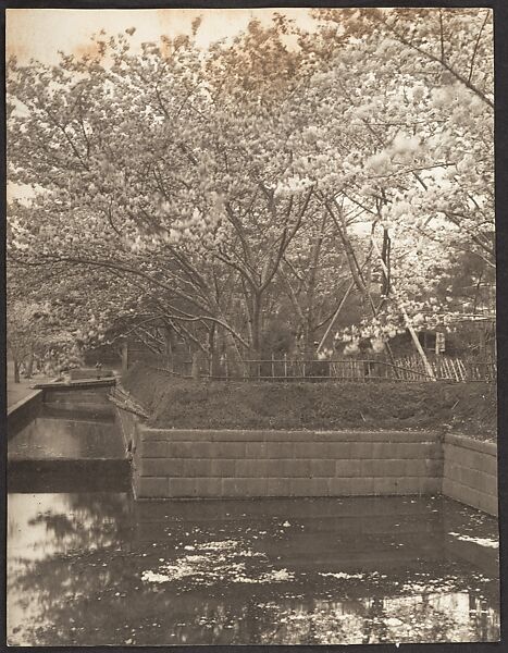 [Garden with Cherry Trees in Bloom, Pool], Adolf de Meyer (American (born France), Paris 1868–1946 Los Angeles, California), Gelatin silver print 