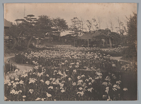 [Horikiri Iris Garden, Tokyo, Japan], Adolf de Meyer (American (born France), Paris 1868–1946 Los Angeles, California), Gelatin silver print 