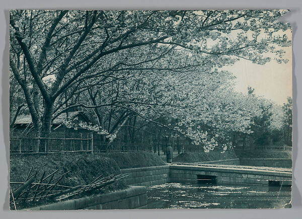 [Cherry Trees Along a Canal], Adolf de Meyer (American (born France), Paris 1868–1946 Los Angeles, California), Carbon print 