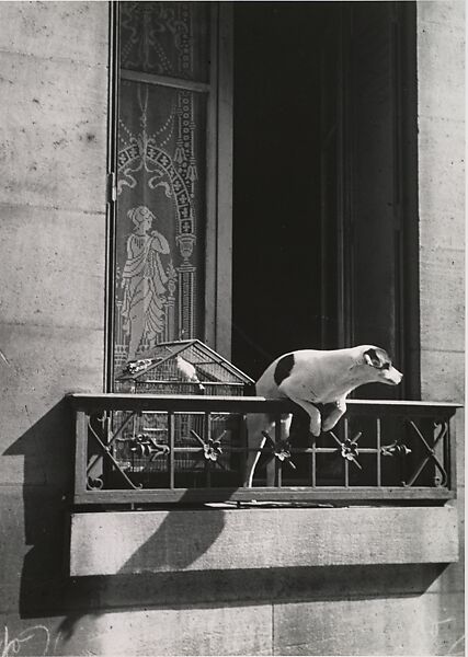 The Concierge's Dog, Paris, André Kertész (American (born Hungary), Budapest 1894–1985 New York), Gelatin silver print 