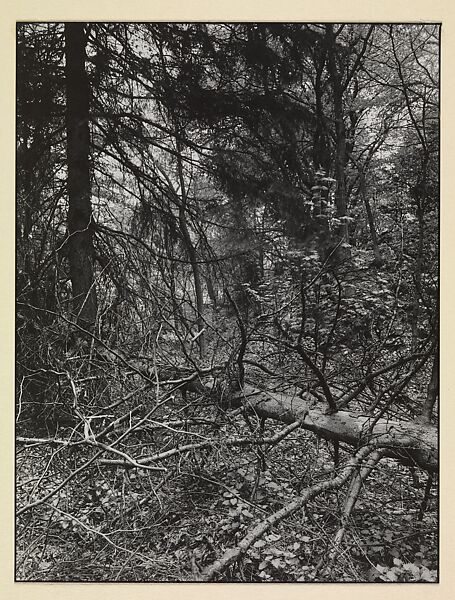 [Fallen Tree in Forest, Germany], August Sander (German, 1876–1964), Gelatin silver print 