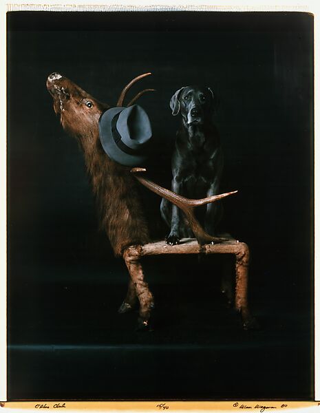 Elks Club, William Wegman (American, born 1943), Instant dye diffusion transfer print (Polaroid) 