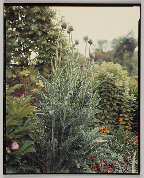 Giverny, Stephen Shore (American, born 1947), Chromogenic print 